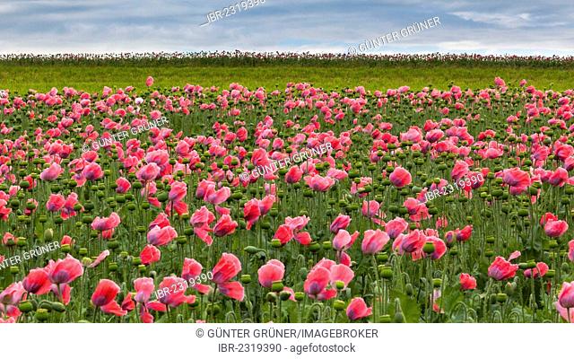 Field of poppies, Armschlag, Waldviertel region, Lower Austria, Austria, Europe