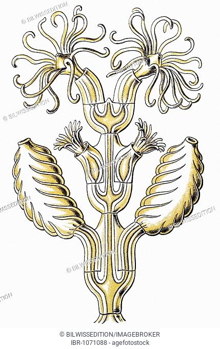 Historic illustration, tablet 25, title Sertulariae, marine cnidaria, name Diphasia, 6/ Synthecium campylocarpum, part of a branch, Ernst Haeckel