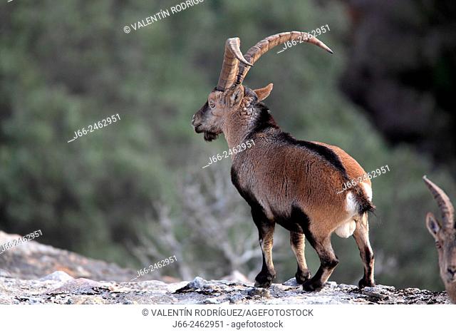 Ibex (Capra pyrenaica), male, in the natural park Els Ports. Tarragona. Spain