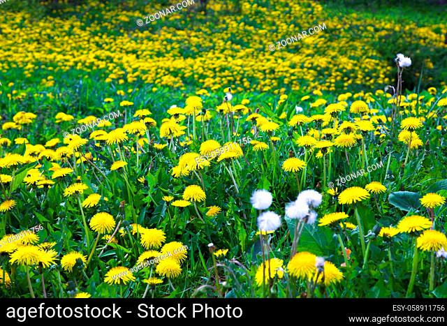 field on which a large number of dandelions grows