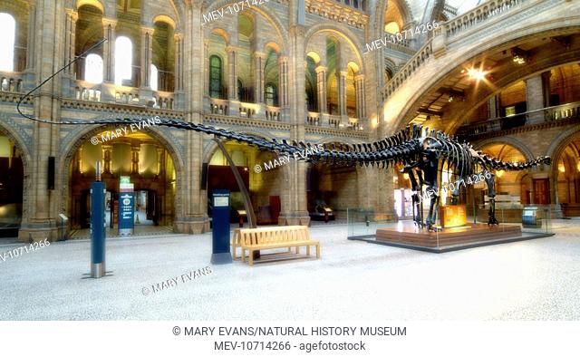 A detail of the replica Diplodocus carnegiei skeleton situated in the central hall of the Natural History Museum, London