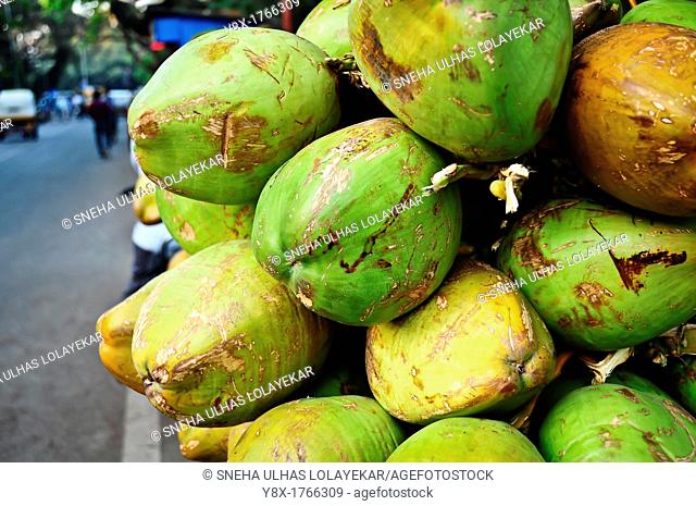 Bunch of coconut closeup, Poona, Maharashtra, India