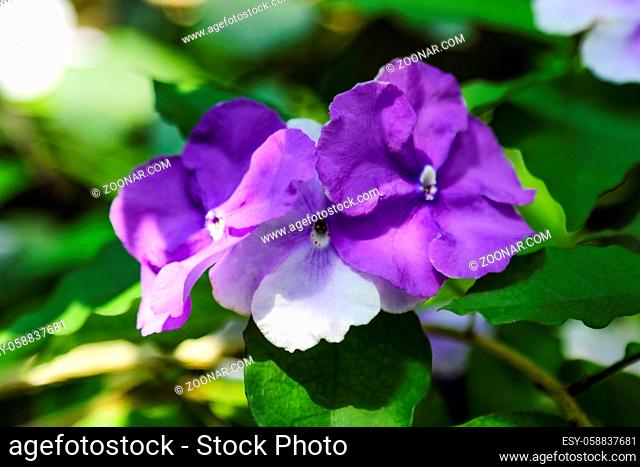 Spring nature photography lilac blooming wild violet flower. A violet flower with blossoming buds. Flowers on the background of green leaves of plants and grass