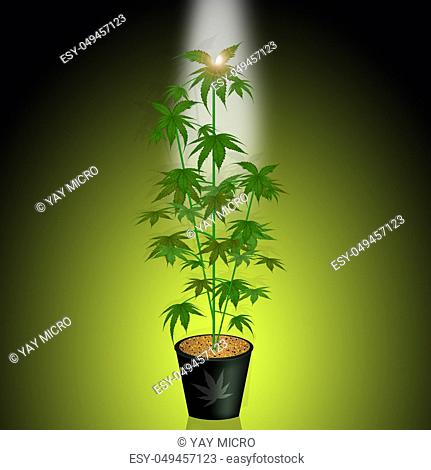 cannabis plant in the light