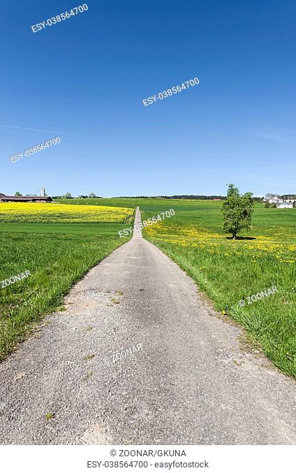 Asphalt road between meadows in Switzerland