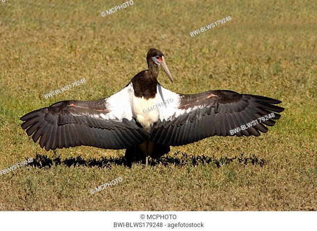 Abdim's stork Ciconia abdimii, sunbathing, South Africa, Kalahari Gemsbock NP