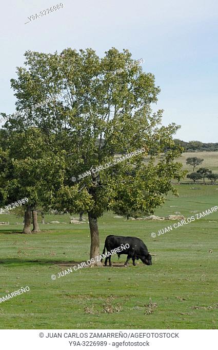 Toro bravo, brave bull at dehesa, Herreros de Salvatierra, San Pedro de Rozados, Salamanca, Castilla y Leon. Spain