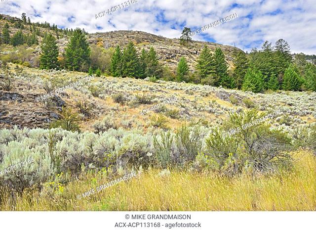 Sagebrush in Antelope-brush ecosystem, Okanagan Valley, Osoyoos, British Columbia, Canada