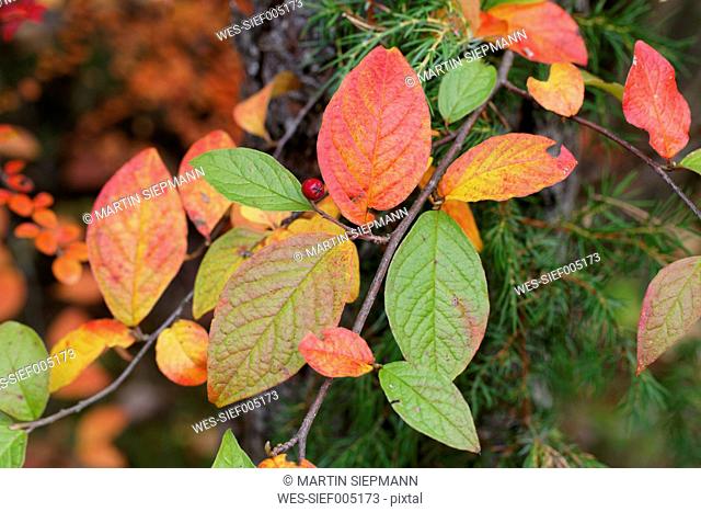 Germany, Bavaria, Wayfairing Tree (Viburnum lantana) in autumn