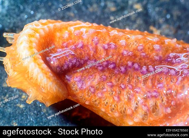 starfish ultra macro beam hand with suction cups. marine animals of the world ocean with a large zoom