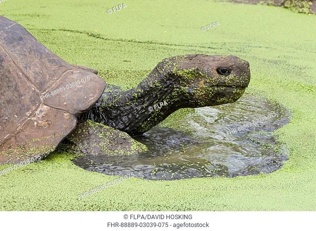 Galapagos giant tortoise rests in duck weed covered pool on the island of Santa Cruz
