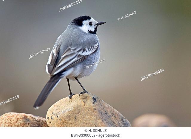 pied wagtail (Motacilla alba), sitting on a stone, Sweden, Fulufjaellet National Park