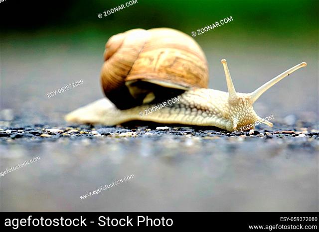 Side view up of an europaean vineyard snail