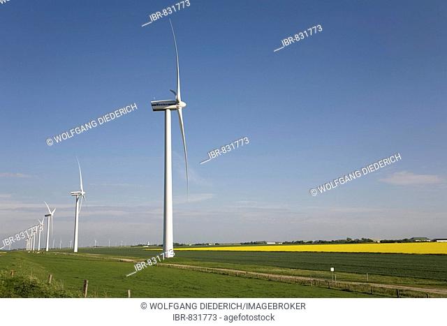 Wind generators over flowering rapeseed fields in the North Frisia Polders or Nordfriesischen Koegen, Germany