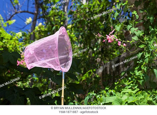 Pink butterfly net in nature, Ponce, Puerto RIco