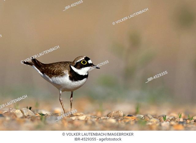 Little ringed plover (Charadrius dubius), in the biotope, Biosphere Reserve Middle Elbe, Saxony-Anhalt, Germany