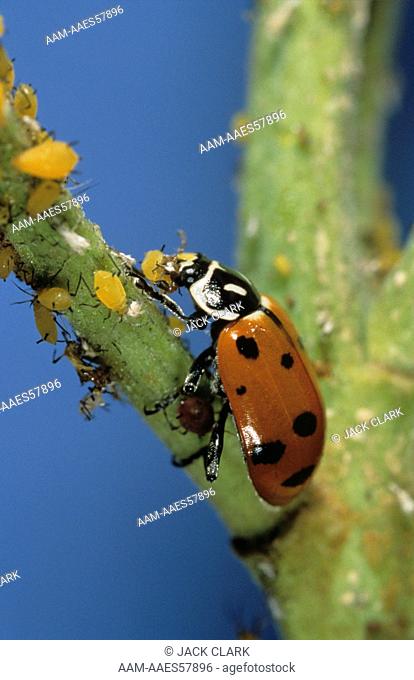 Ladybug attacking Aphids (Hippodamia convergens) feed on Oleander Aphid 2.25X