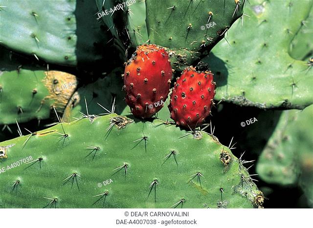 Italy - Sicily Region - Eolie Islands - Indian figs (Opuntia Ficus India)