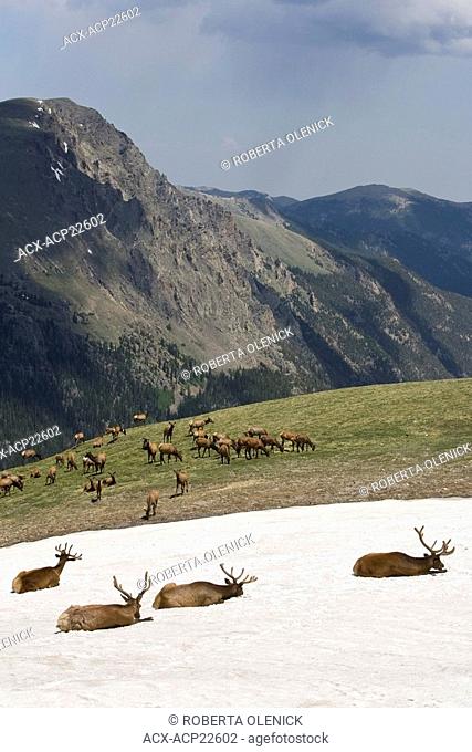 Elk Cervus canadensis, herd in the alpine, Rocky Mountain National Park, Colorado. The animals in the foreground are bulls bedded down in snow patch to keep...