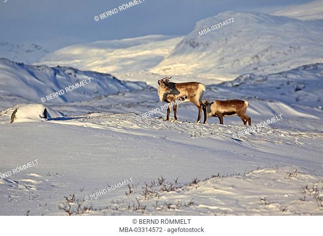 Sweden, Lapland, Abisko national park, reindeers, Rangifer tarandus