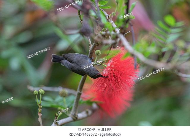 Seychelles sunbird, Seychelles, Cinnyris dussumieri