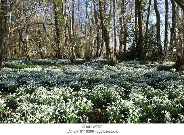 Snowdrop Galanthus nivalis massed in old hazel coppice near Petworth. Snowdrops bloom in late winter, often on woodland floor and spread and colonize shaded...