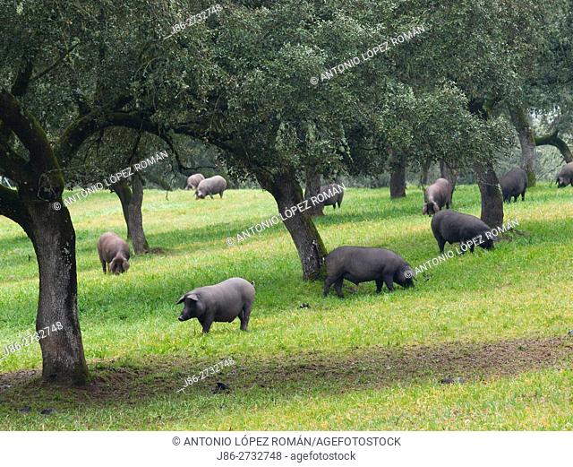 Herd of iberian pigs, Jabugo, Huelva province, Spain