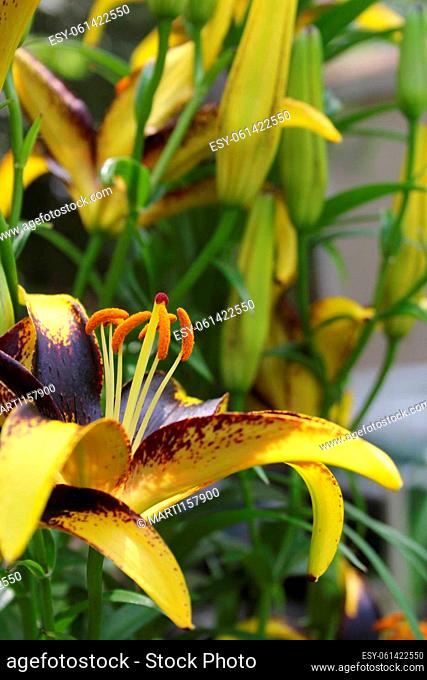 Black and Gold Lily Lilium Lionheart growing in garden