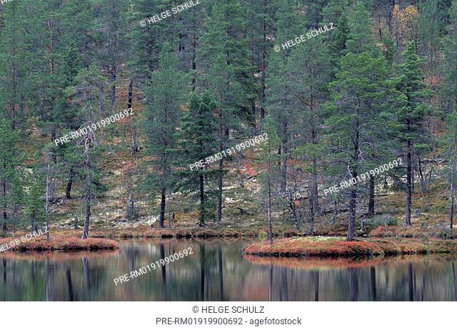 Scots Pines reflecting in lake, Pinus sylvestris