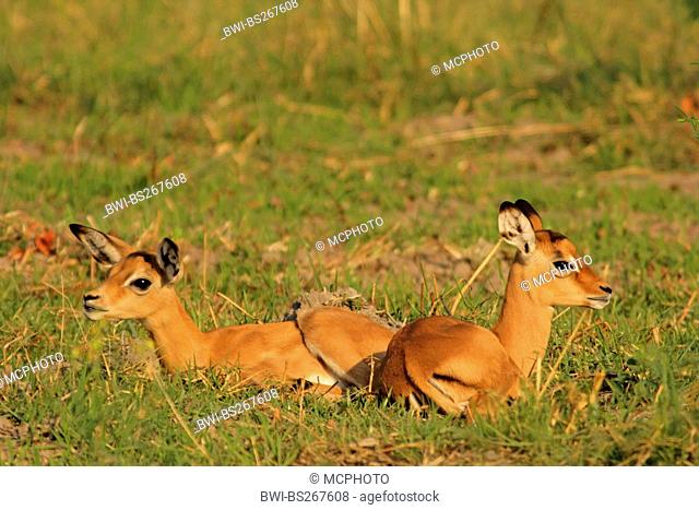 impala Aepyceros melampus, two calves sitting together in the grass, Botswana, Chobe National Park