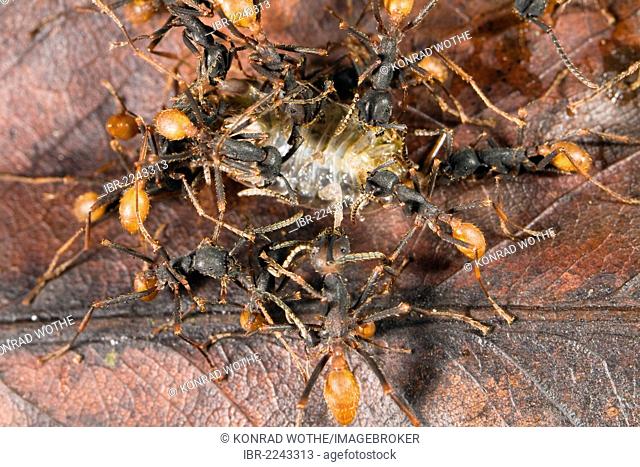 New World Army Ants (Eciton burchellii) with woodlouse, workers, rainforest, Braulio Carrillo National Park, Costa Rica, Central America