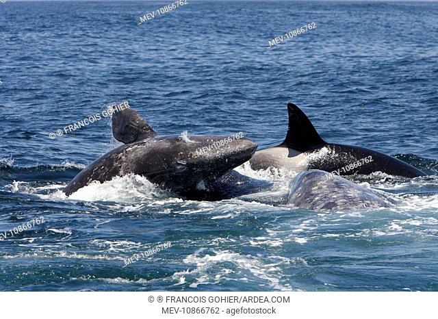 Killer whales / Orcas - A pod of Transient type killer whales attacking a Grey whale mother and calf. Calf pushed upwards rammed by attacker from below
