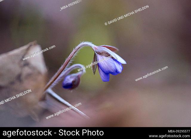 Liverwort, Hepatica nobilis, flower, bud, detail