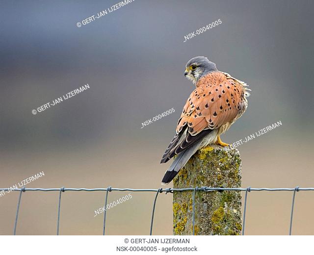 Common Kestrel (Falco tinnunculus) perched on top of a stone fence post, The Netherlands, Overijssel, Kampen