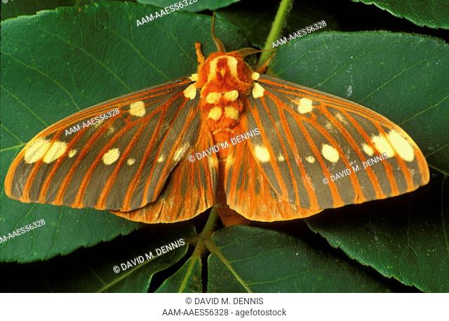 Regal Moth (Citheronia regalis), Scioto Co., OH, Ohio
