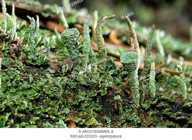 Lichen, Schleswig-Holstein, Germany, Cladonia pyxidata
