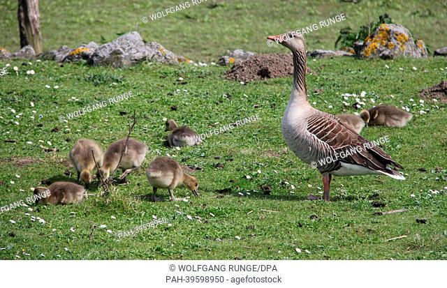 A Greylag Goose family search for food on the banks of the Elbe near Gluckstadt,  Germany, 16 May 2013. The Greylag goose os one of the most common water birds...