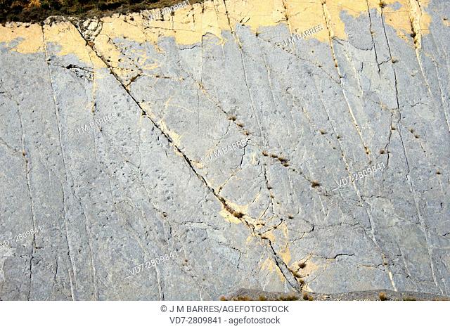 Ichnofossils or trace fossils of sauropods dinosaurs footprints (Titanosaurus). This photo was taken in Fumanya Sud, Figols, Barcelona, Catalonia, Spain