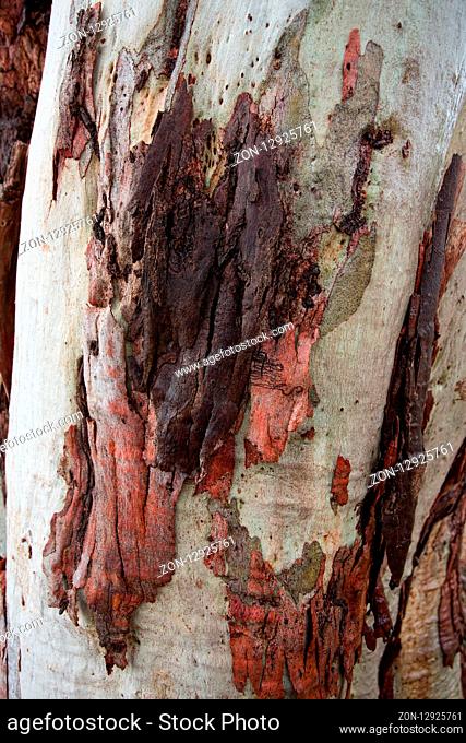 Gum tree bark, salmon reds, chocolate browns and pale whites on this tree trunk