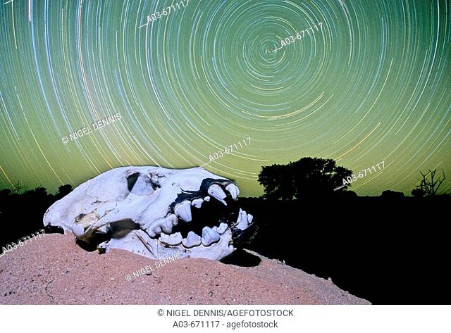 Global Warming, Night sky with hyena skull, Kakahari, South Africa Single exposure with flash  Image not digitally created
