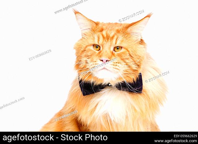 beautiful big maine coon cat with black bow tie. Copy space. Studio shot isolated on white background. Monochrome