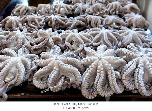 Fresh Octopus, Squid, Darajani Market, Old Town, Lane, Stone Town, Stonetown, Zanzibar City, Zanzibar, Tanzania
