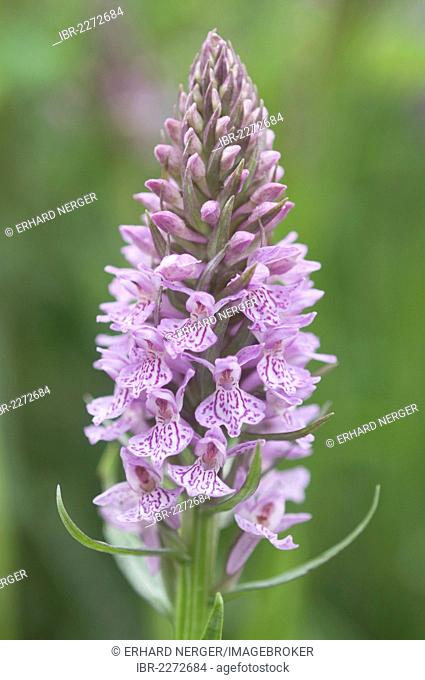 Heath spotted orchid (Dactylorhiza maculata), Meppen, Emsland, Lower Saxony, Germany, Europe