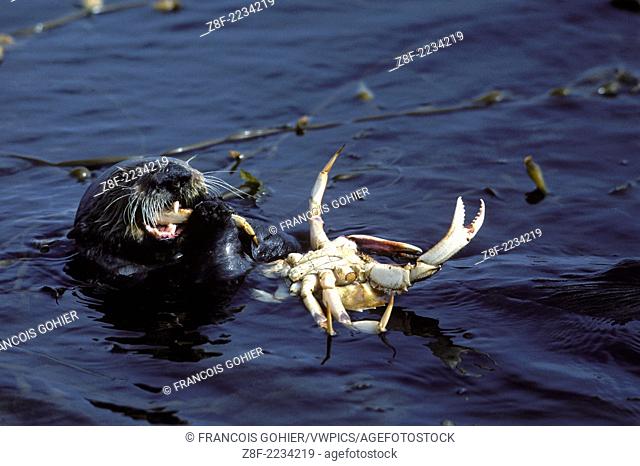 Sea otter.Enhydra lutris.Feeding on crab.Monterey Bay, Pacific Ocean, California, USA