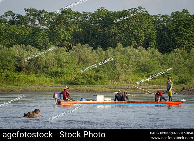 17 February 2021, Colombia, Puerto Triunfo: Fishermen in a boat pass a hippo in the Rio Magdalena. The hippos, which the drug lord Escobar once brought to...