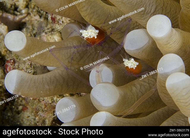 Pair of Mushroom Coral Shrimps (Cuapetes kororensis) in Mushroom Coral (Fungiidae Family) tentacles, Napolean Reef dive site, Pemuteran, Buleleng Regency, Bali