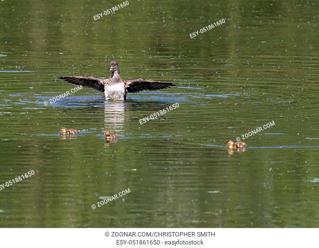 Female mandarin duck on the lake with chicks