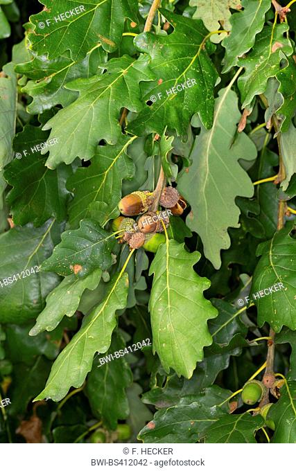 Sessile oak (Quercus petraea), branch with fruits, Germany