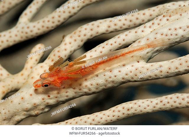 Parasites on Ghost Goby, Raja Ampat, West Papua, Indonesia