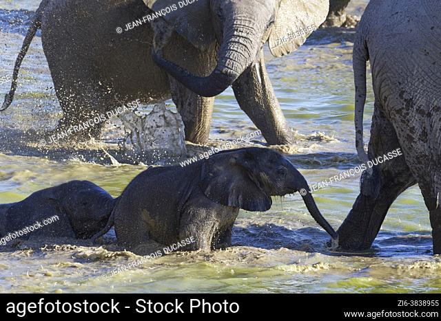 African bush elephants (Loxodonta africana), herd with two elephant babies taking a mud bath, Okaukuejo waterhole, Etosha National Park, Namibia, Africa